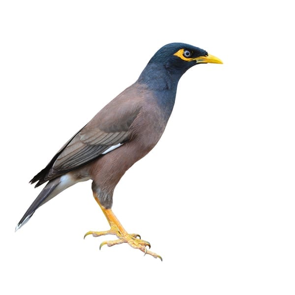 Bird Proofing - Advanced Pest Control